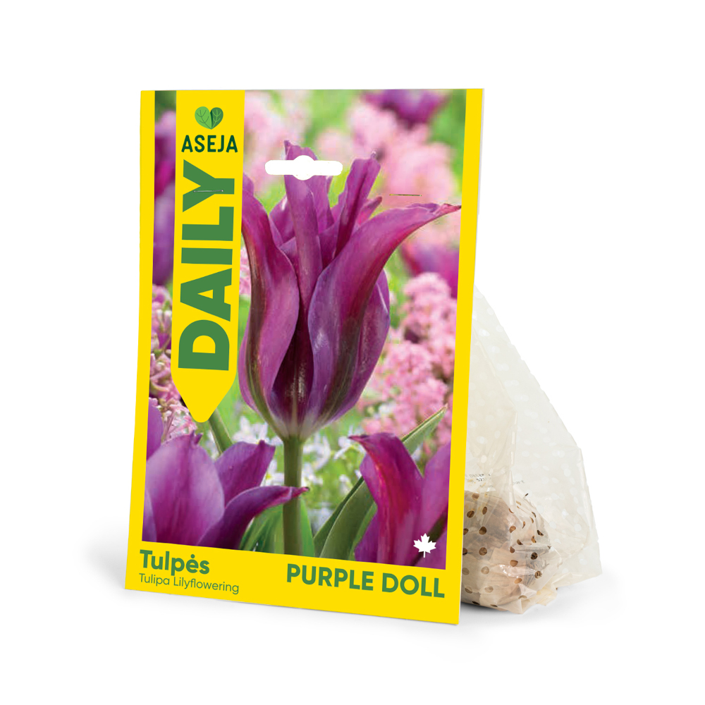 Tulpes-Purple doll_Aseja daily